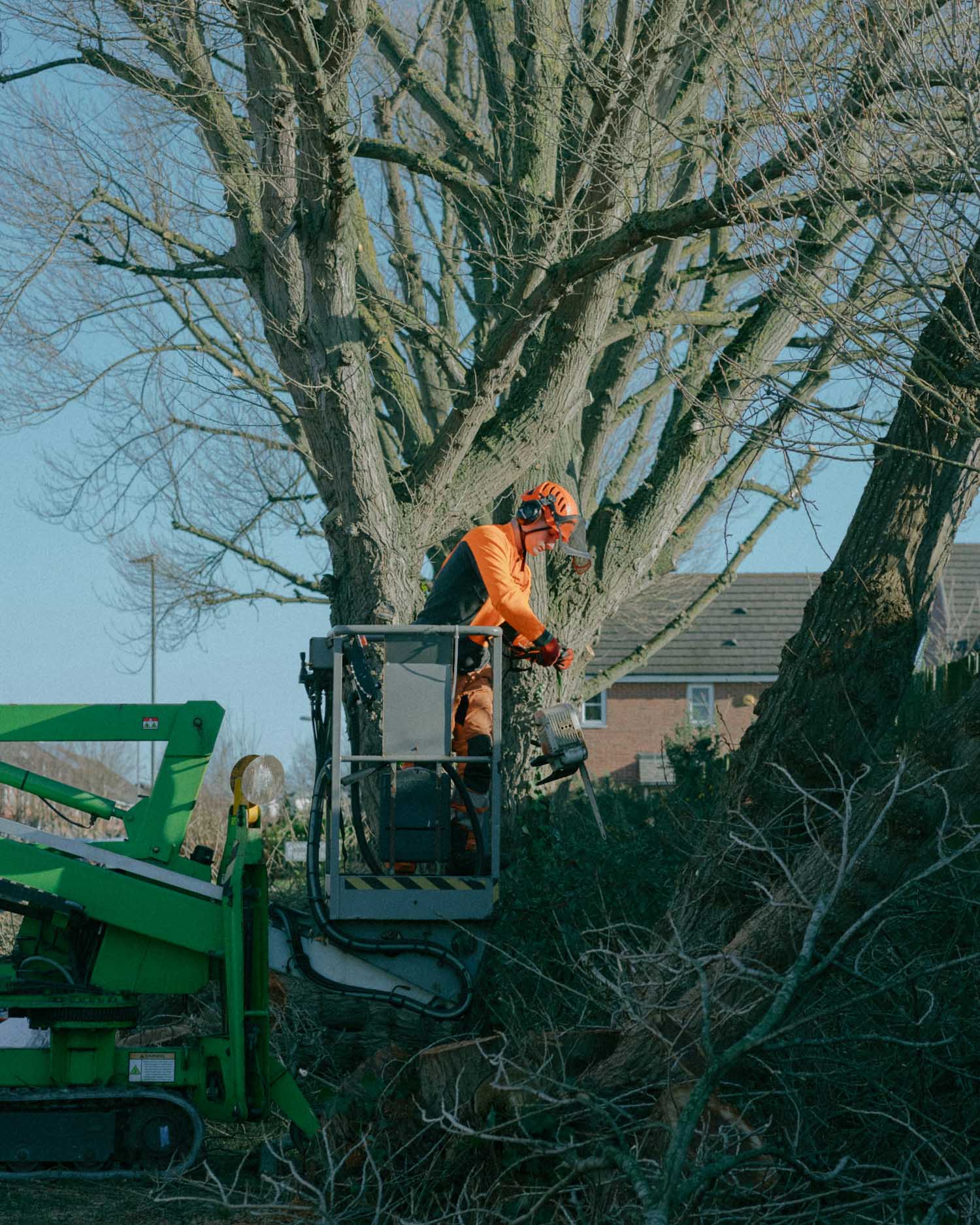 Tree trimming and limb removal service Spartanburg SC — professional pruning